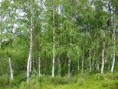 /album/fotogaleria/betula-pendula-finland-jpg1/